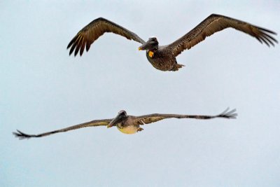 Cancun 2012-Pelicans