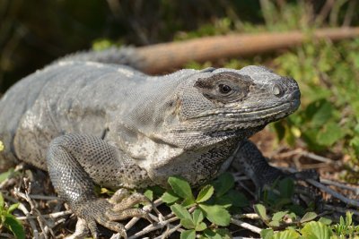 Cancun 2012-Iguana