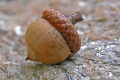 Little acorn