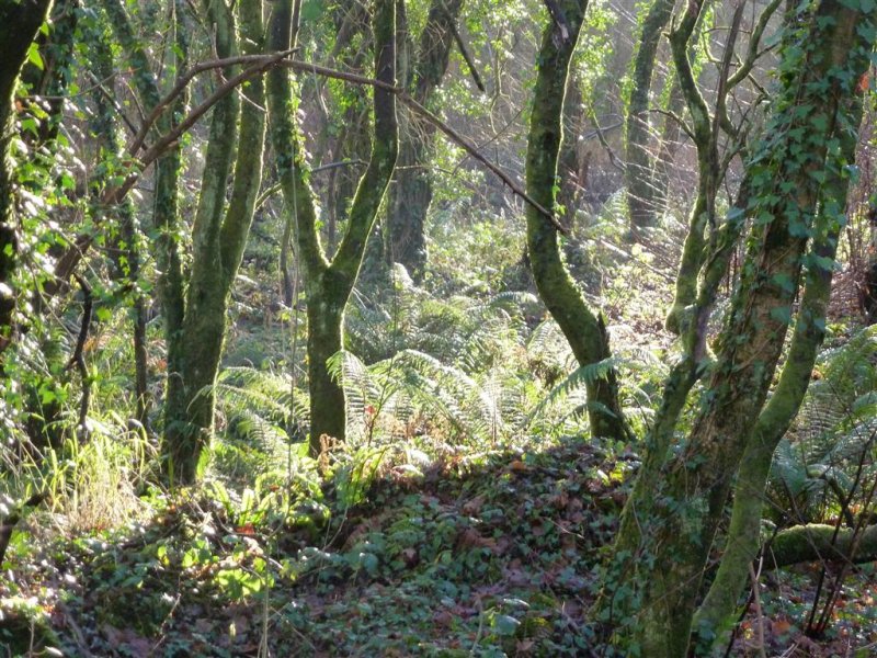 Light on ferns