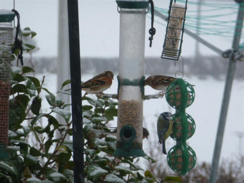 Busy birds