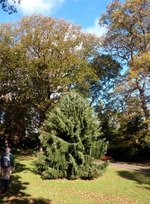 Unusual conifer in Clyne Gardens