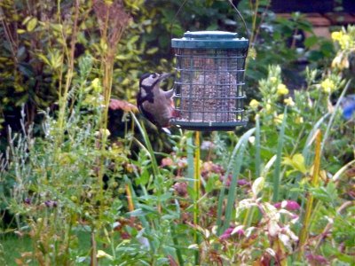 Rare sighting of a woodpecker feeding in our garden