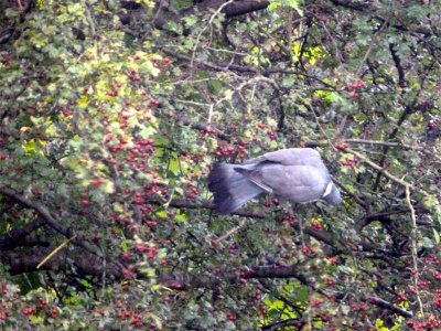 Wood pigeons contort themselves for hawthorn berries