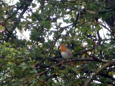 One of our robins