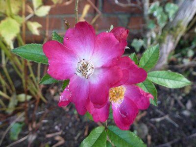 Late rose in my garden