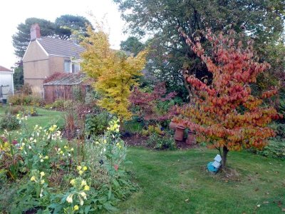 Acer and Cornus Kousa blend well with the evening primroses