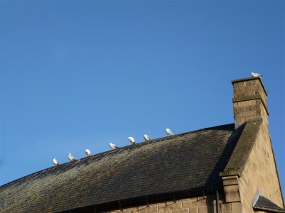 Row of roof birds in Bakewell