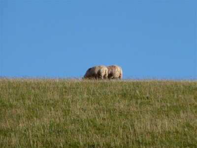 Grazing bums