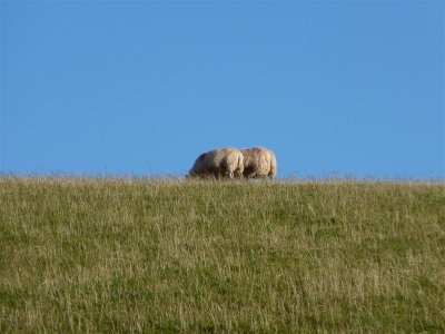 Grazing bums