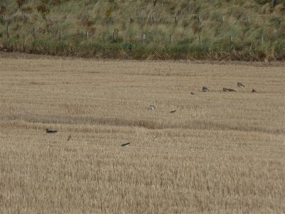 Many curlews