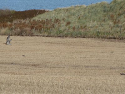 Curlew leaving