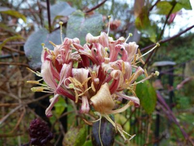 Preston cemetery honeysuckle