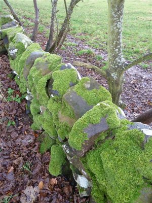 Preston cemetery