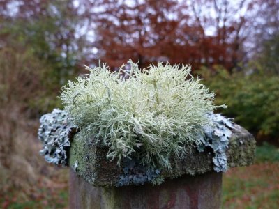 Lichen fencepost ornament