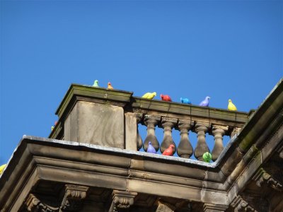 The pigeons enjoying the blue sky