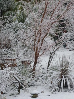 My garden's first snow of 2013