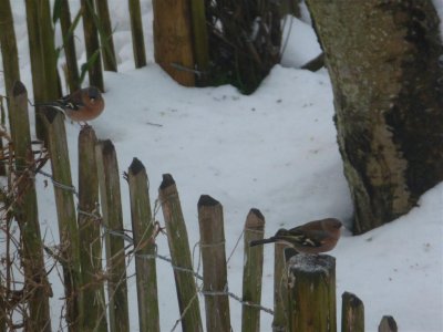 Chaffinches perched