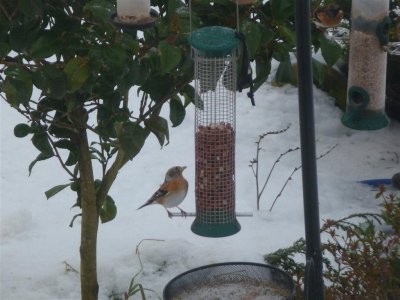 Beautifully posed brambling