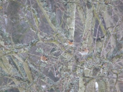 Bramblings still here