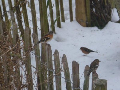 Brambling and chaffinches