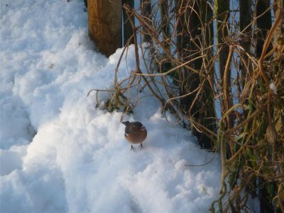 Chaffinch