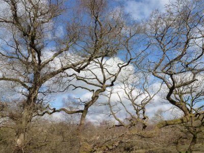 Lovely tree shapes