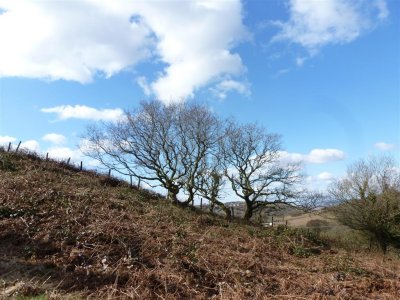 Bare trees