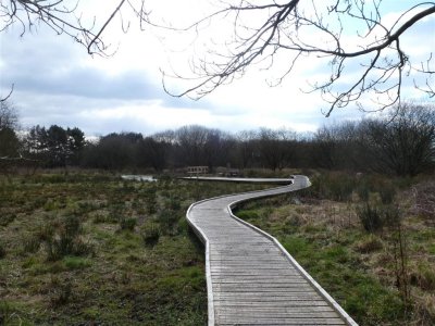 Crwys Community Woodland area