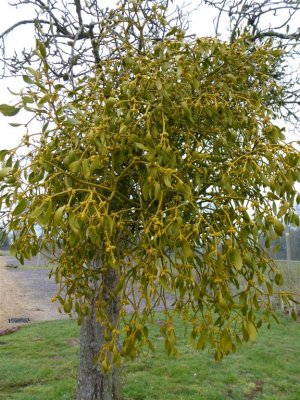 Mistletoe in car park at Croome Court