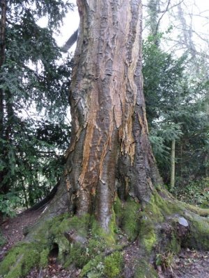 Lovely bark