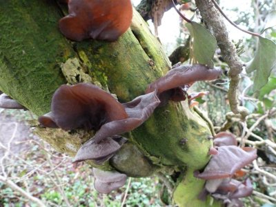 Interesting fungus