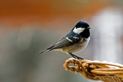 Sikorka sosnwka  / Periparus ater / Coal Tit