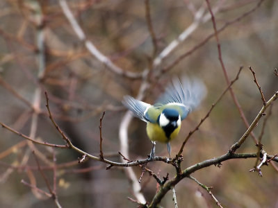 sikorka bogatka, Parus major,Cinereous Tit 