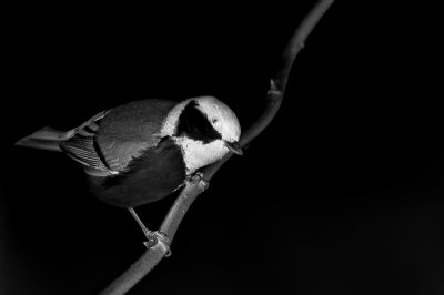 sikorka bogatka, Parus major,Cinereous Tit 