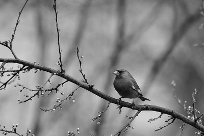 Dzwoniec,chloris chloris,Greenfinch