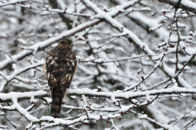 Myszolow zwyczajny,  (Buteo buteo),Common Buzzard