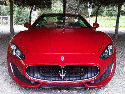 Maseratisnout.jpg