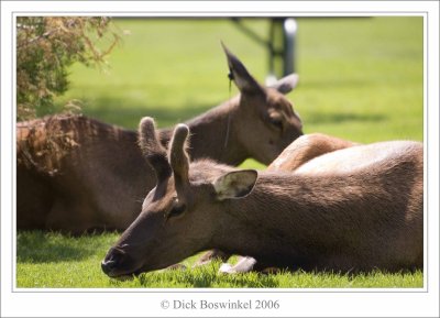 Elks - Yellowstone