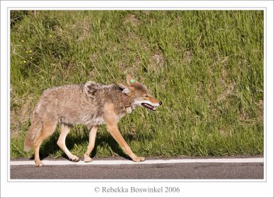 Roadside Coyote - Yellowstone
