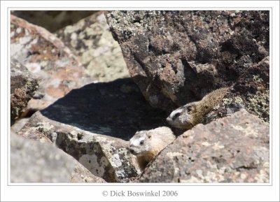 Yellow-Bellied Marmots at Sheapeaters cliff - Yellowstone