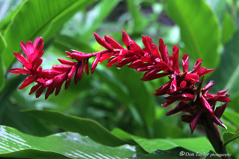 Vaipahi spring garden