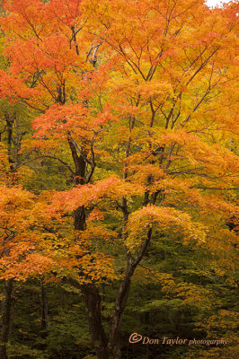 Autumn In Vermont