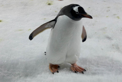 Gentoo Penguin