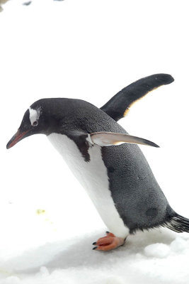 Gentoo Penguin