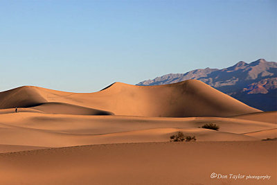 Mesquite dunes