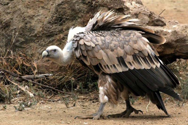 Griffon Vulture