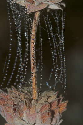 Spider Webs on Salvia 'Allen Chickering'
