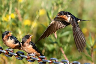 Juvenile Barnswallows - Mom brings a bug