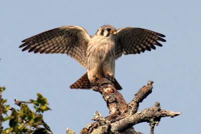 American Kestrel (Female)